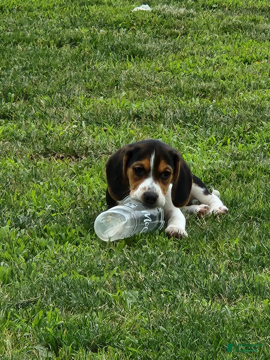 Beagle dogs for sale: Pinkie - Ad 6