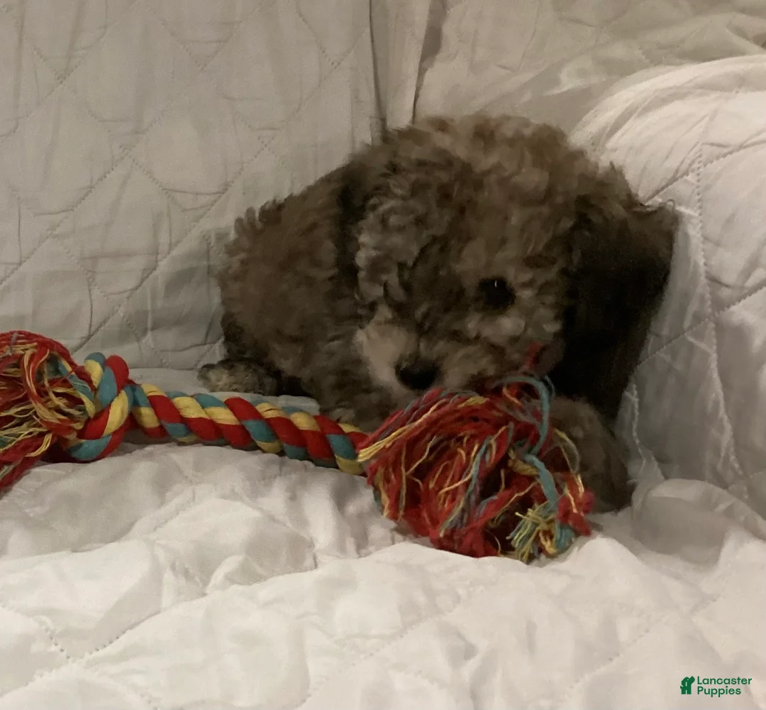 Miniature Poodle dogs for sale: Sandy - Ad 4