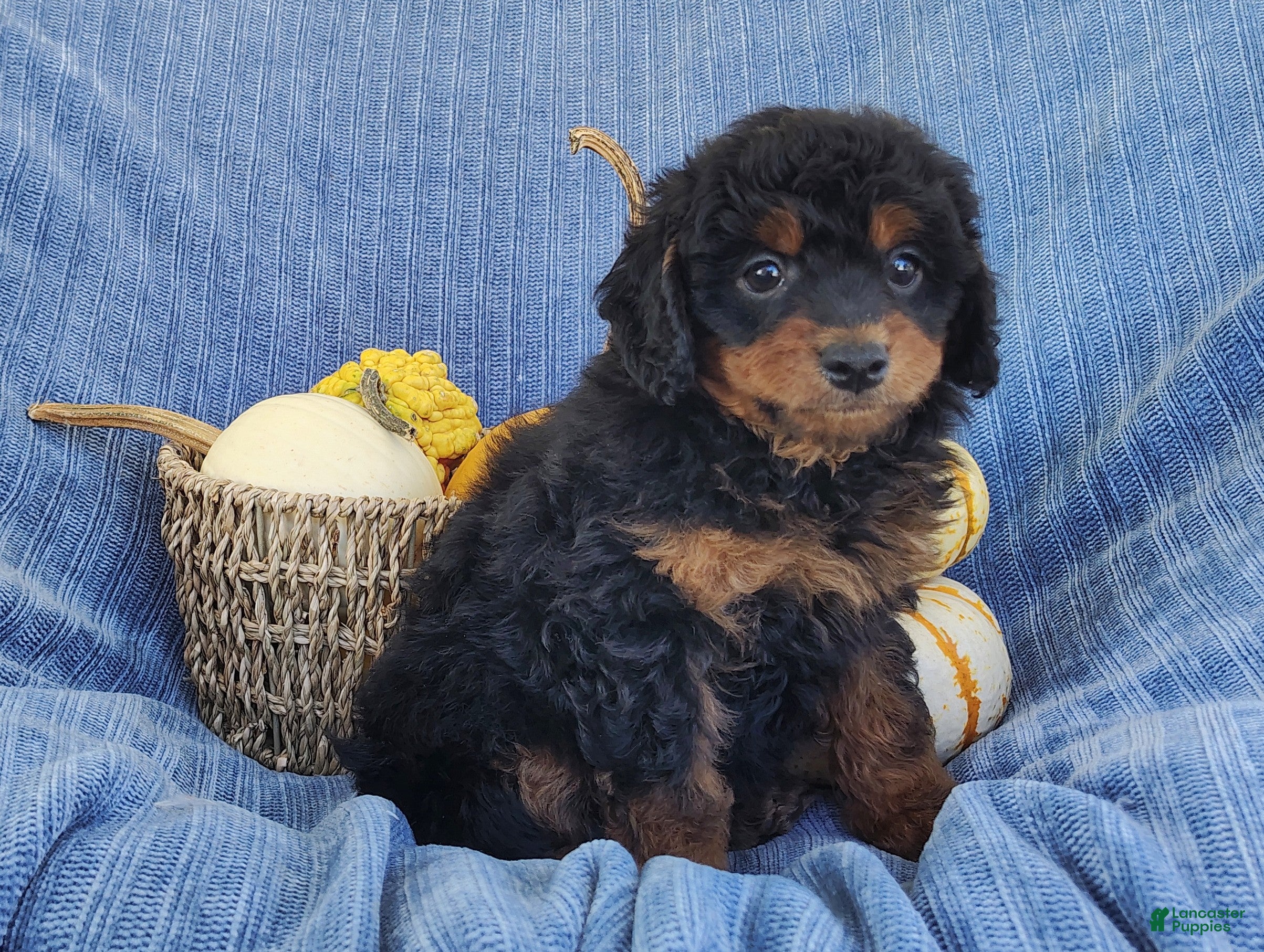 Mixed Breed dogs for sale: Smokey  - Ad 2