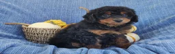 Mixed Breed dogs for sale: Smokey  - Ad 6