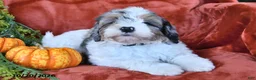 Aussiedoodle dogs for sale: Amos  - Ad 4