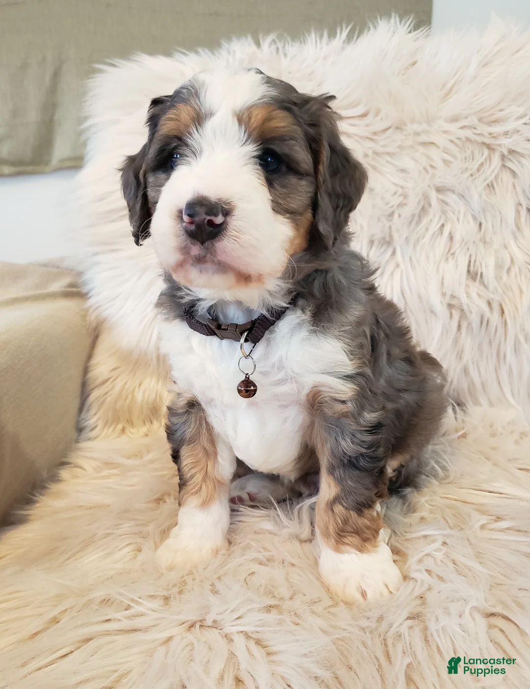 Mini Bernedoodle dogs for sale: Monty - Ad 3