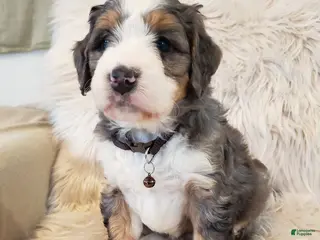 Mini Bernedoodle dogs Monty-Health Tested Parents - Ad 33