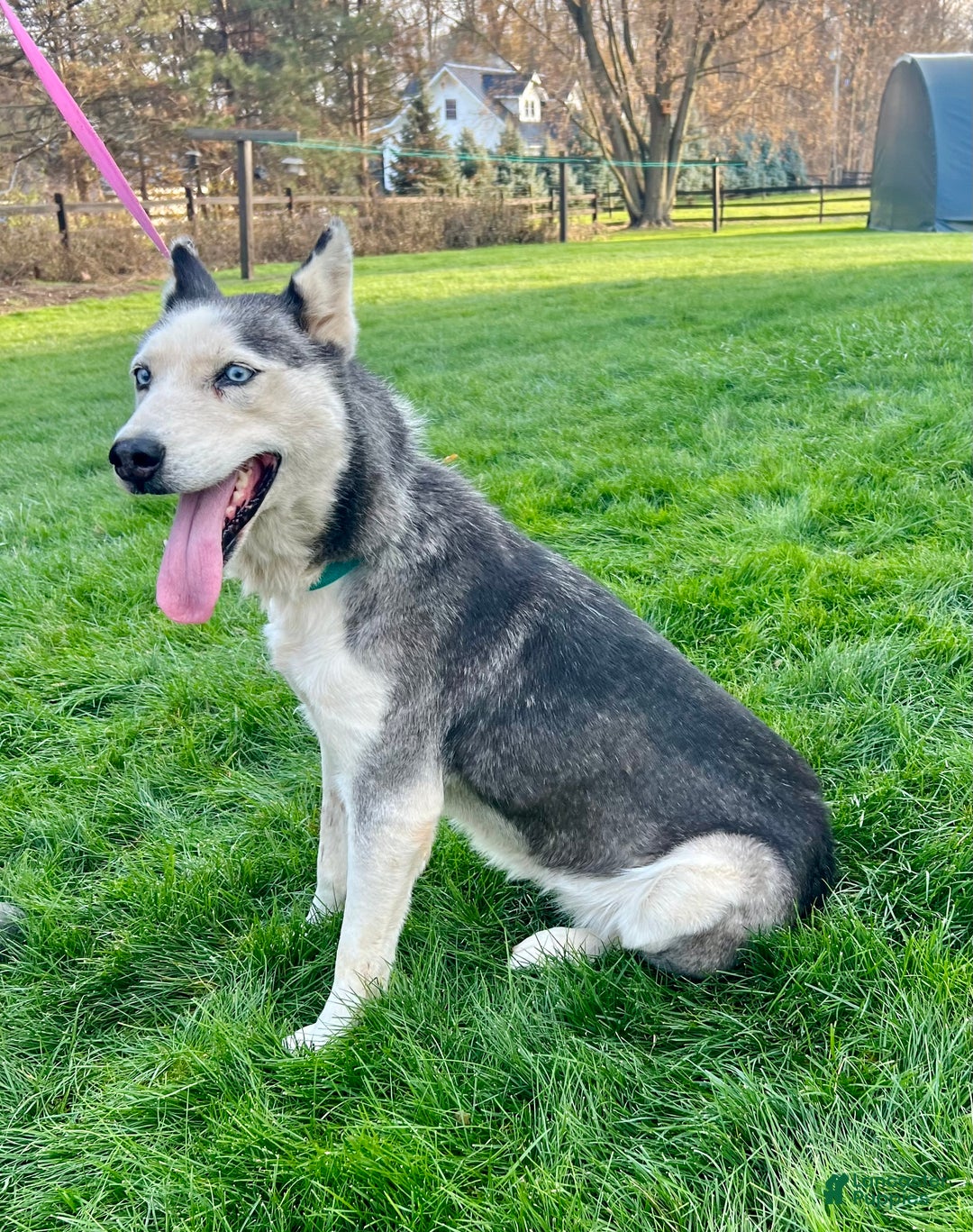 Siberian Husky dogs for sale: Fia - Ad 4