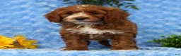 Cavapoo dogs for sale: Lynn - Ad 3