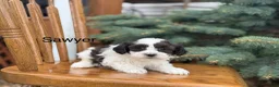 Shihpoo dogs for sale: Sawyer - Ad 3