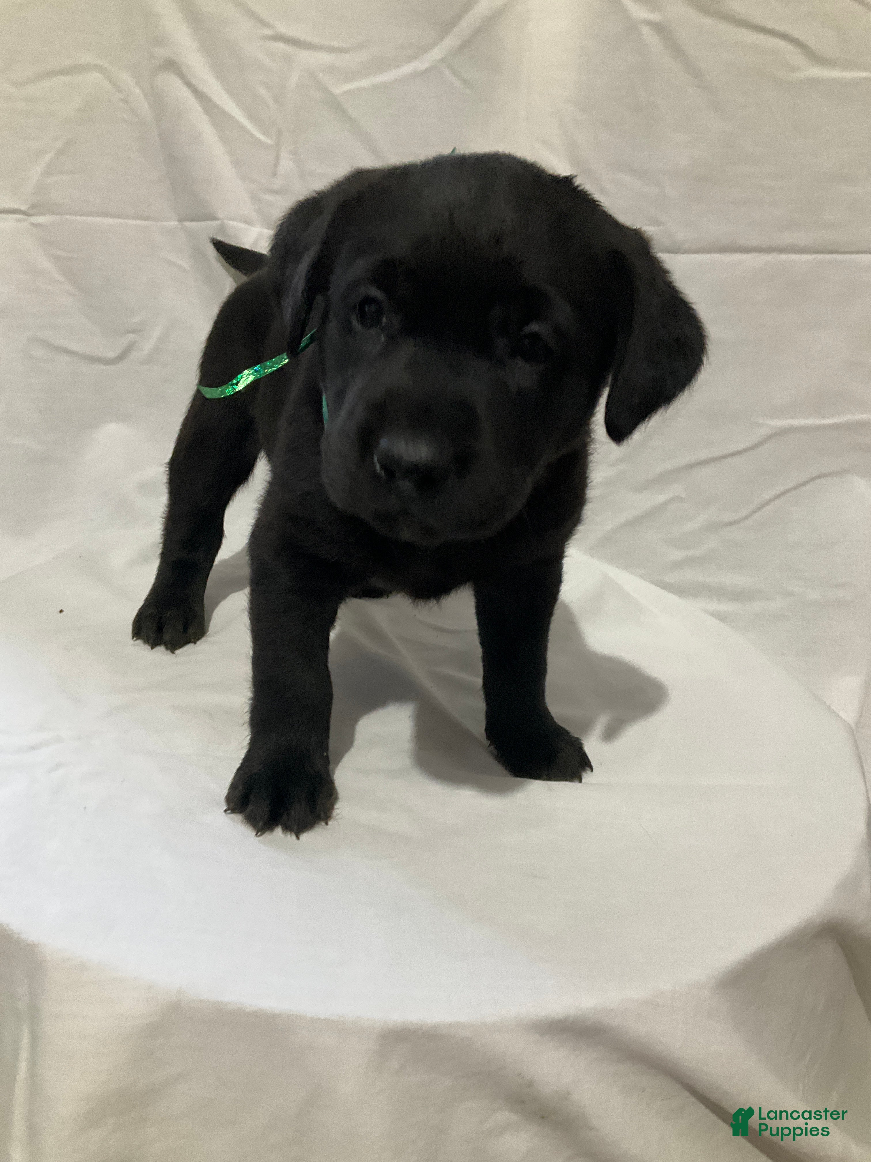 Labrador Retriever dogs Luna  - Ad 24