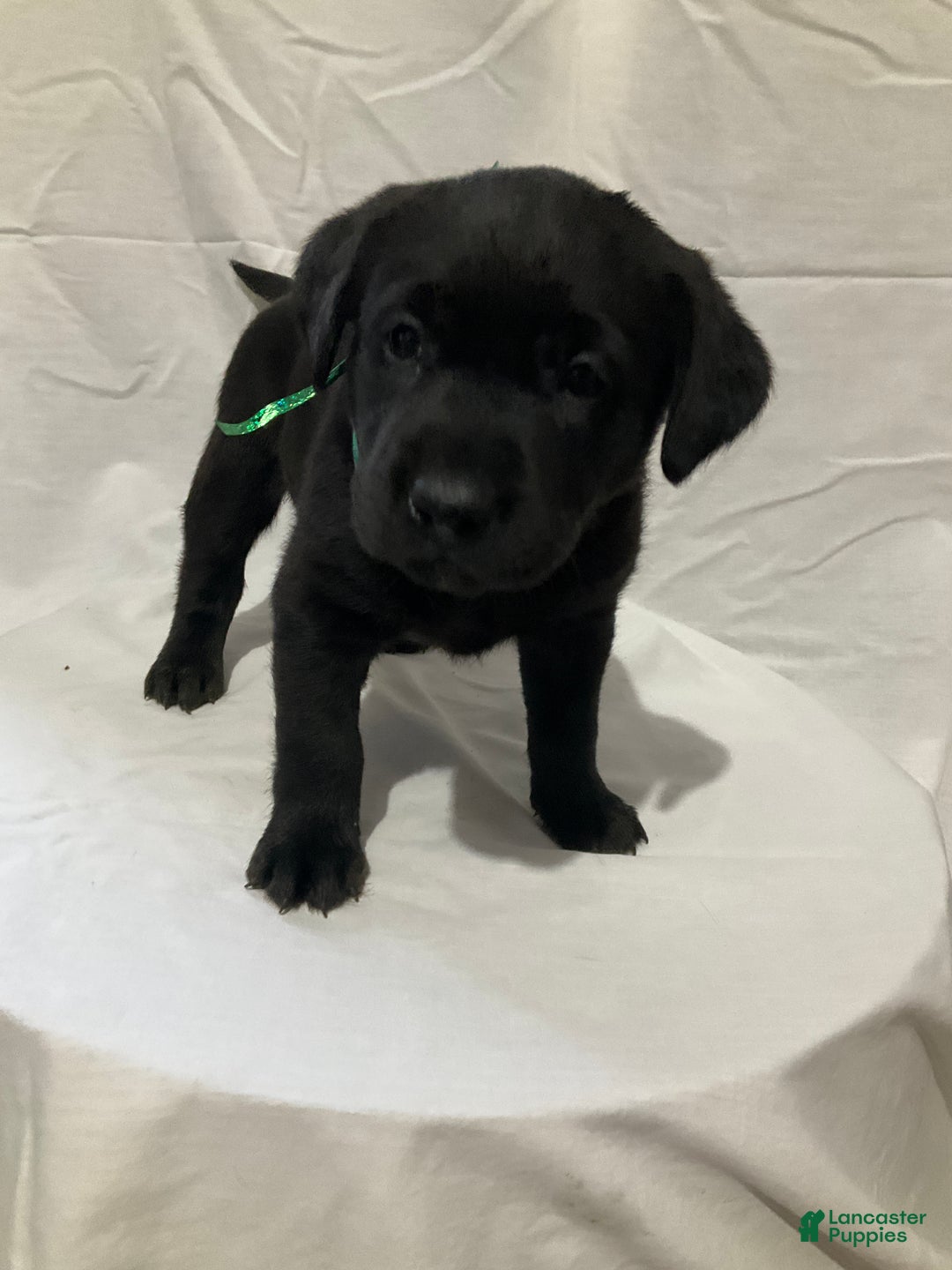 Labrador Retriever dogs for sale: Luna  - Ad 1