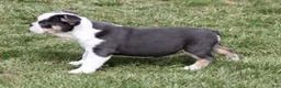 English Bulldog dogs for sale: English Bulldog Puppy 1 - Ad 4