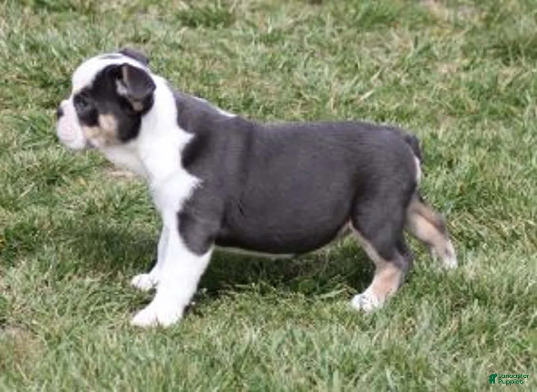 English Bulldog dogs for sale: English Bulldog Puppy 1 - Ad 4