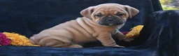 Mixed Breed dogs for sale: Ann - Ad 5