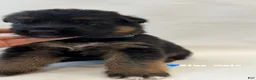 German Shepherd dogs for sale: blue - Ad 4