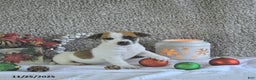 Jack Russell Terrier dogs for sale: Rocky - Ad 2