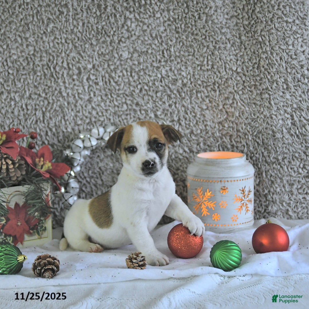 Jack Russell Terrier dogs for sale: Rocky - Ad 2