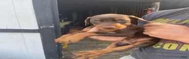 Doberman Pinscher Puppy 5