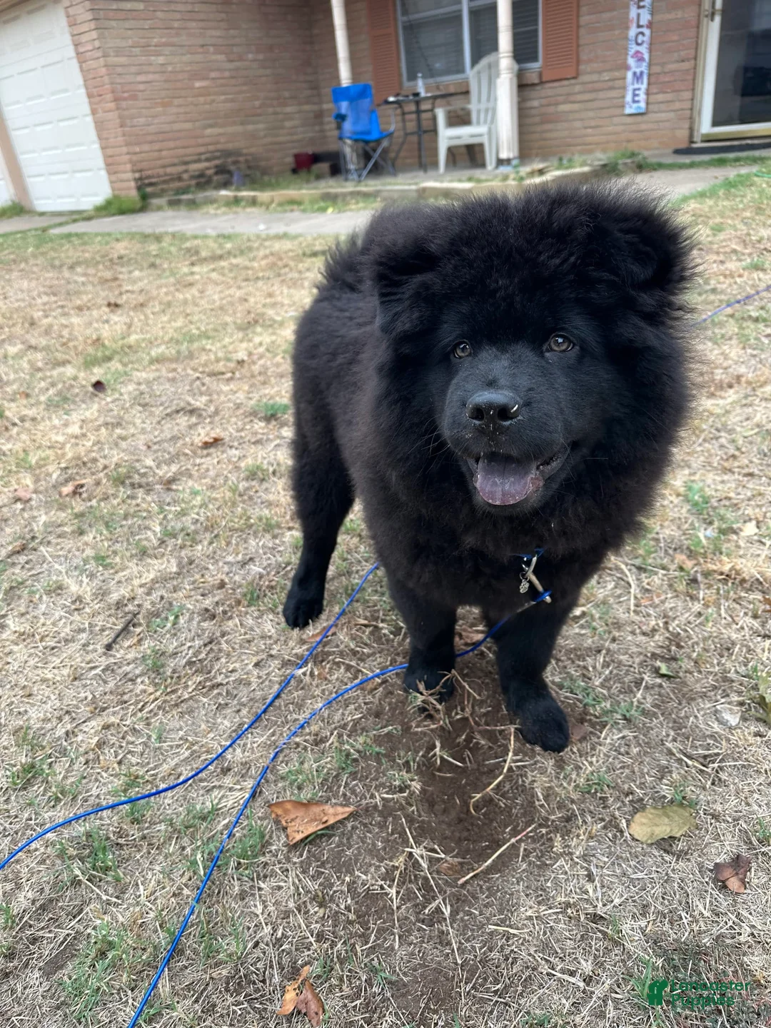 Gallery Image {{count}}