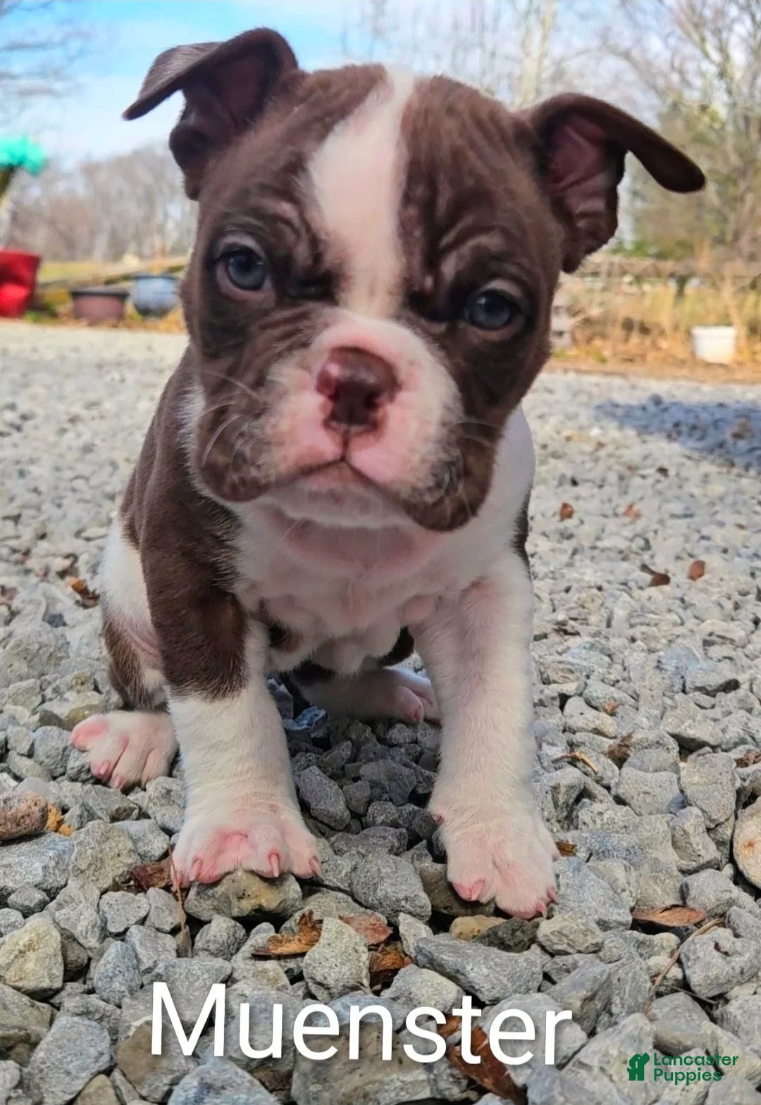 Olde English Bulldogge dogs for sale: Meunster FEMALE - Ad 1