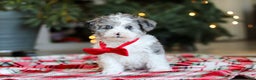 Yorkiepoo dogs for sale: Jayden - Ad 1