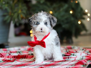 Yorkiepoo dogs Jayden - Ad 36
