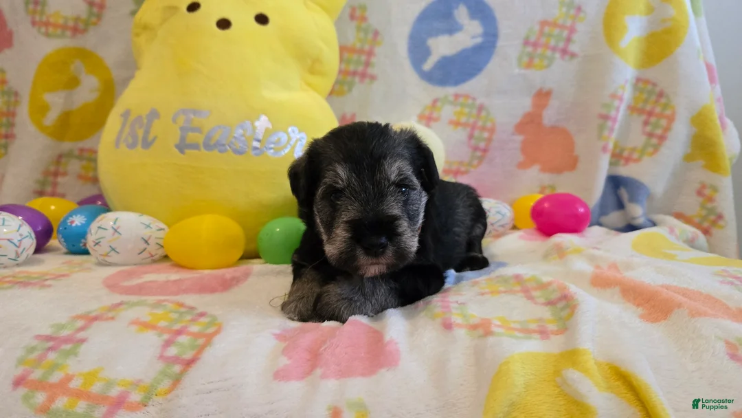 Miniature Schnauzer dogs for sale: Maverick - Ad 3