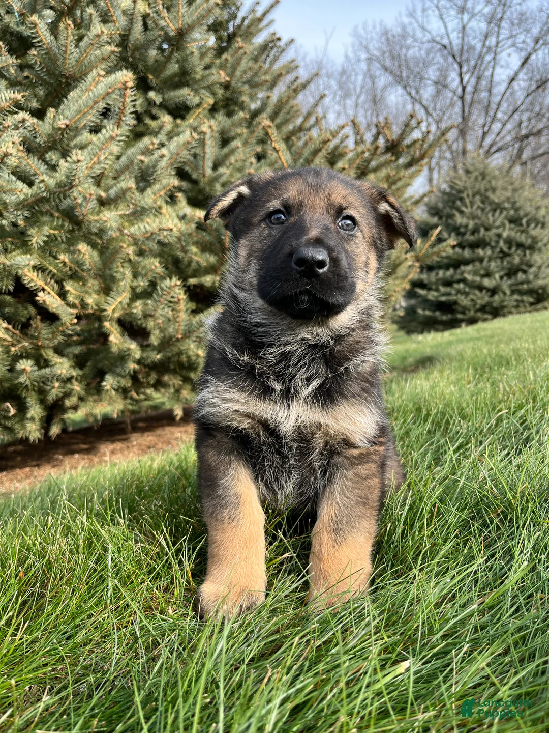 German Shepherd dogs for sale: Talia - Ad 2