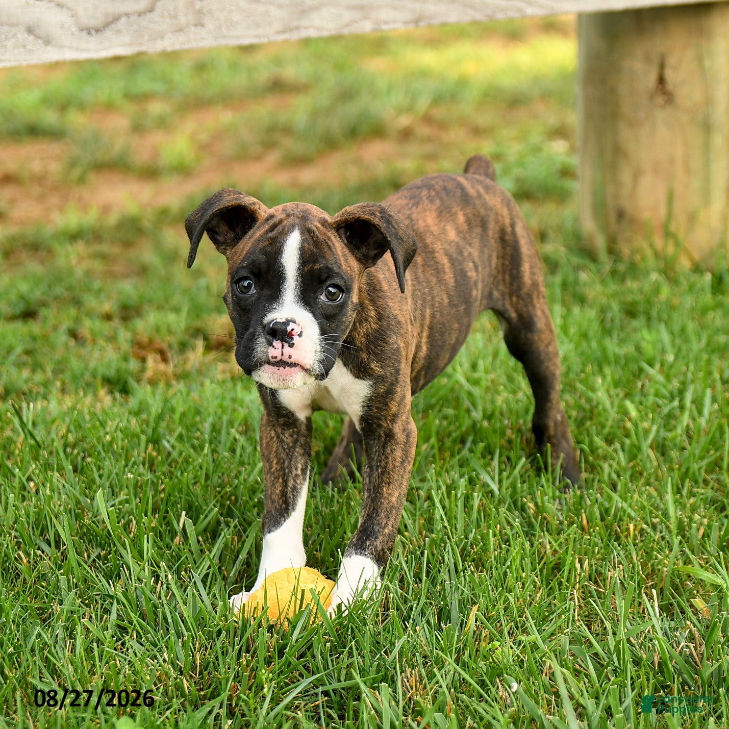 Boxer dogs Sadie - Ad 2