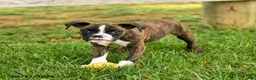 Boxer dogs for sale: Sadie - Ad 2