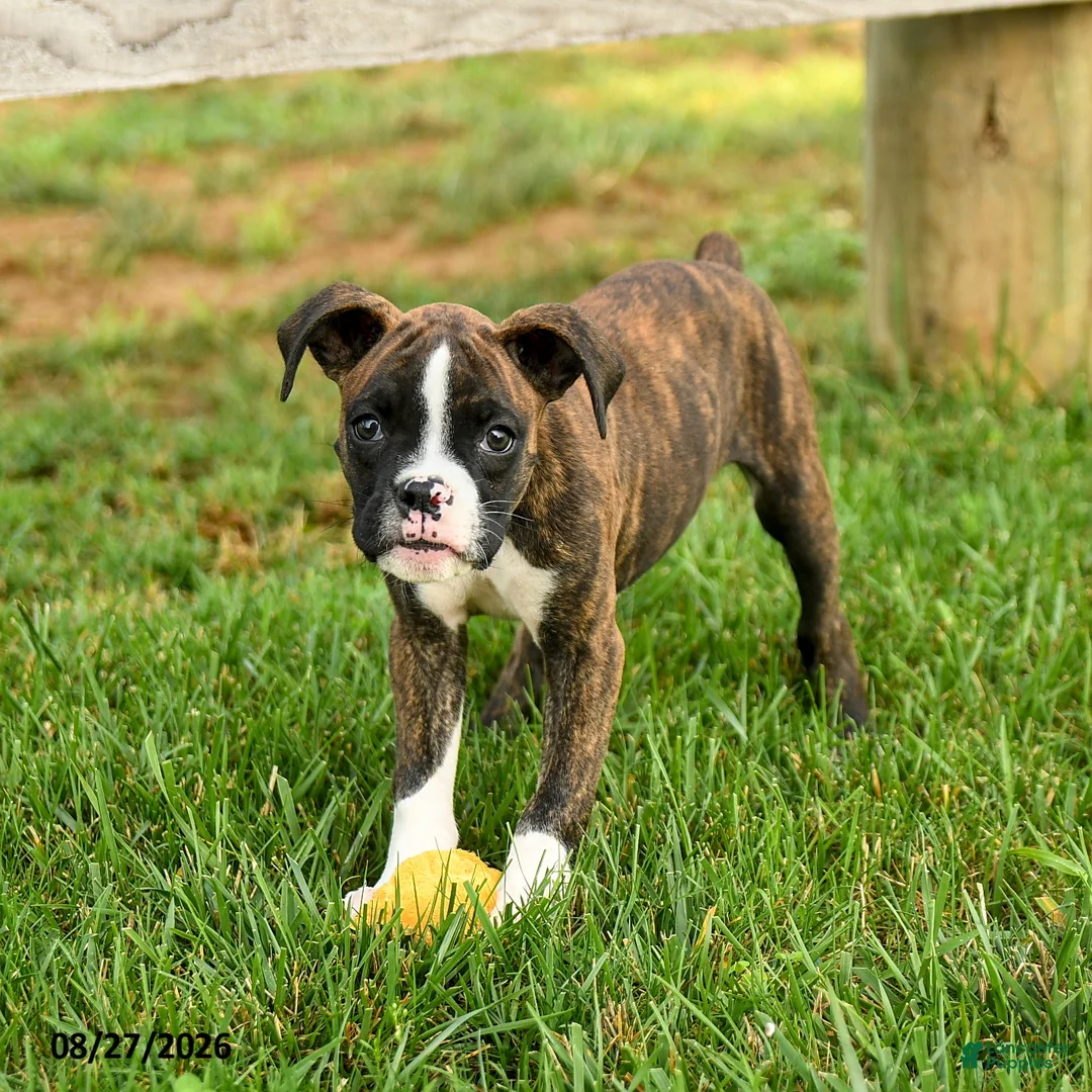 Boxer dogs for sale: Sadie - Ad 2