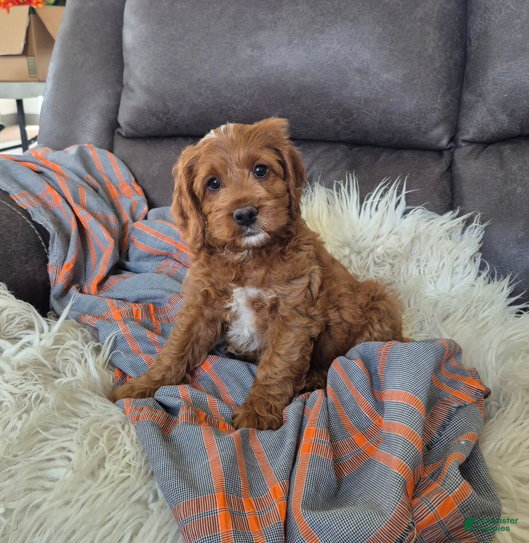 Cockapoo dogs Rusty - Ad 2