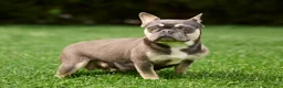 French Bulldog dogs for sale: Forest - Ad 14