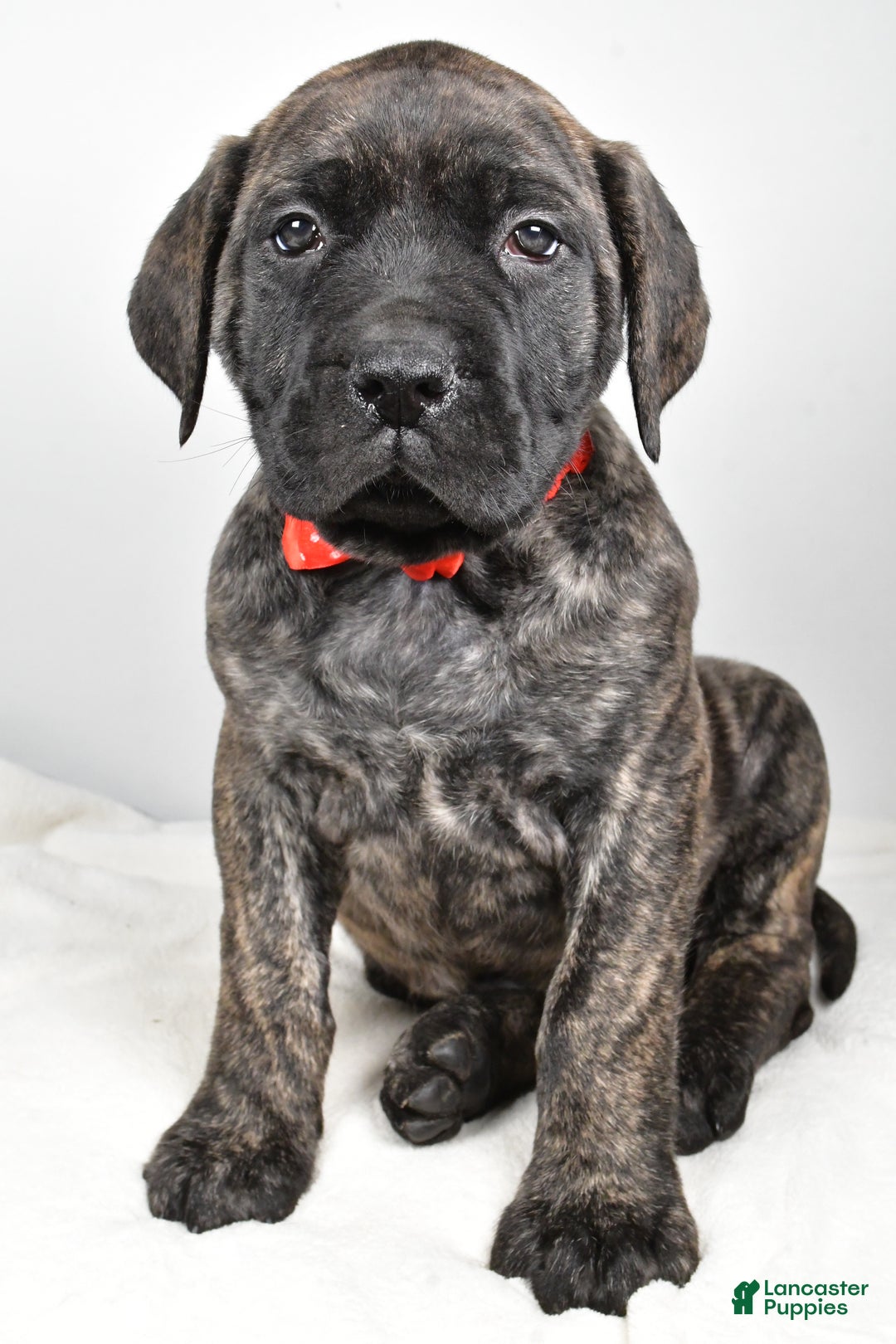 English Mastiff dogs for sale: Skip - Ad 7