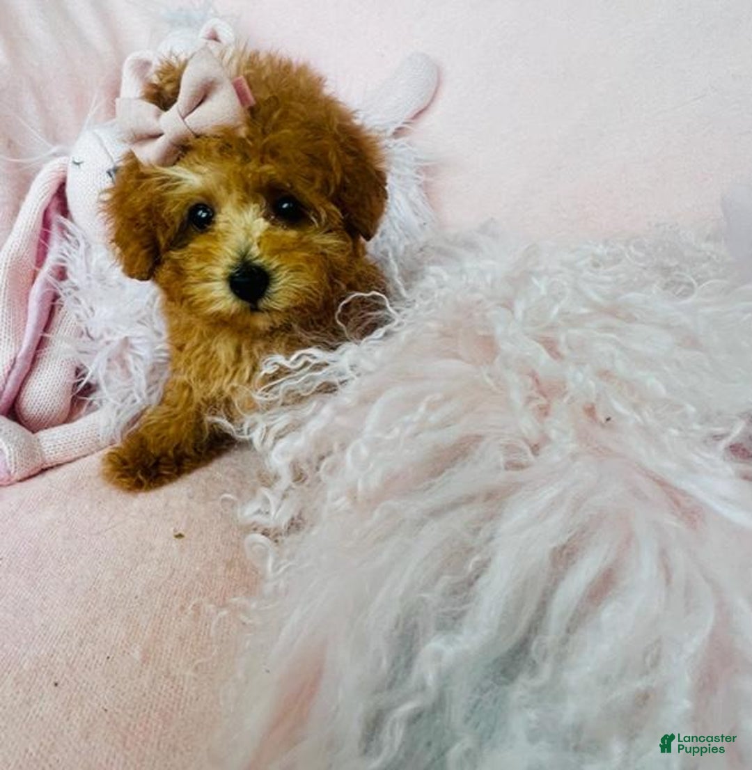 Toy Poodle dogs for sale: Poodle Puppy - Ad 3