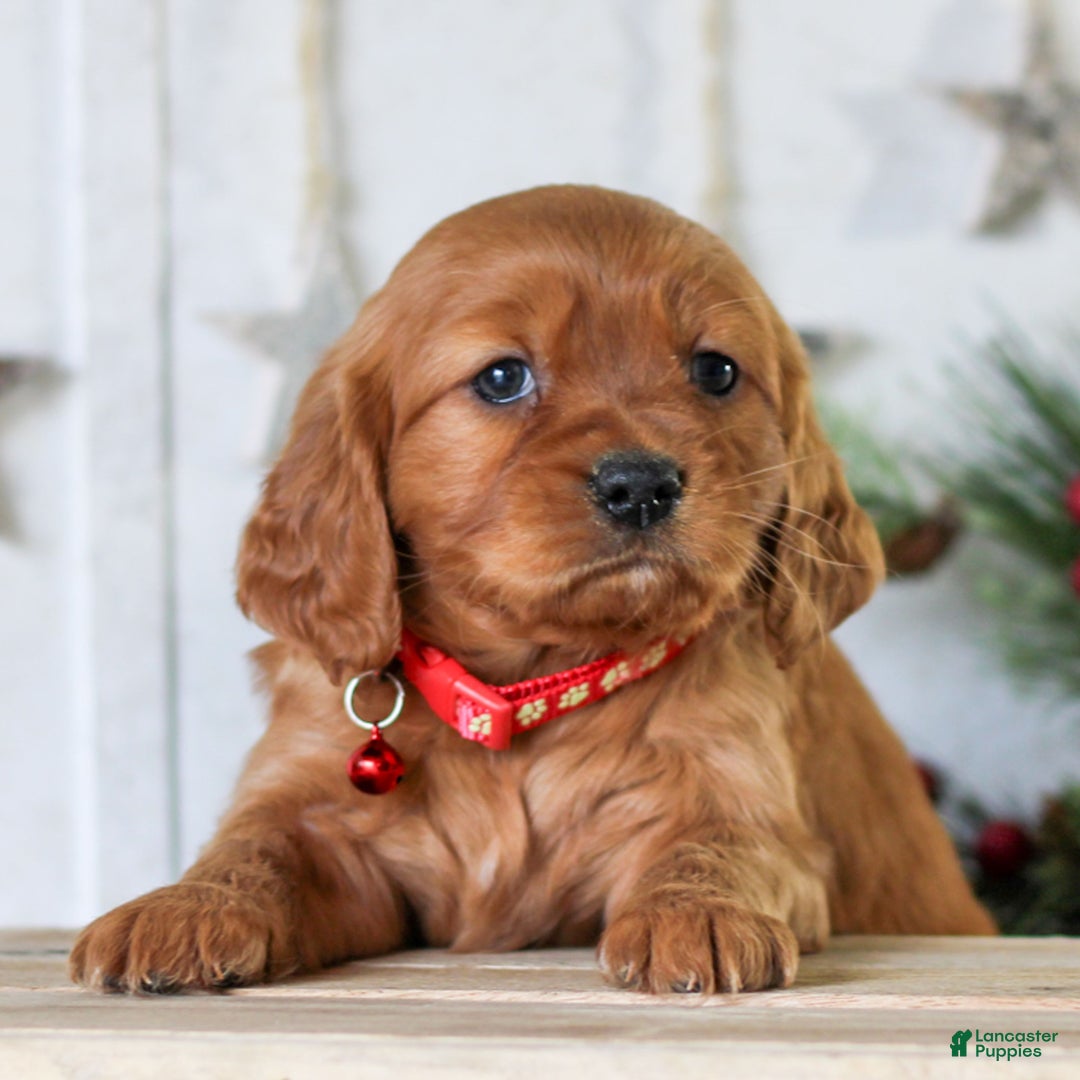 Miniature Golden Retriever dogs for sale: Dove  - Ad 4