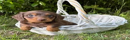 Dachshund dogs for sale: Charlie - Ad 2