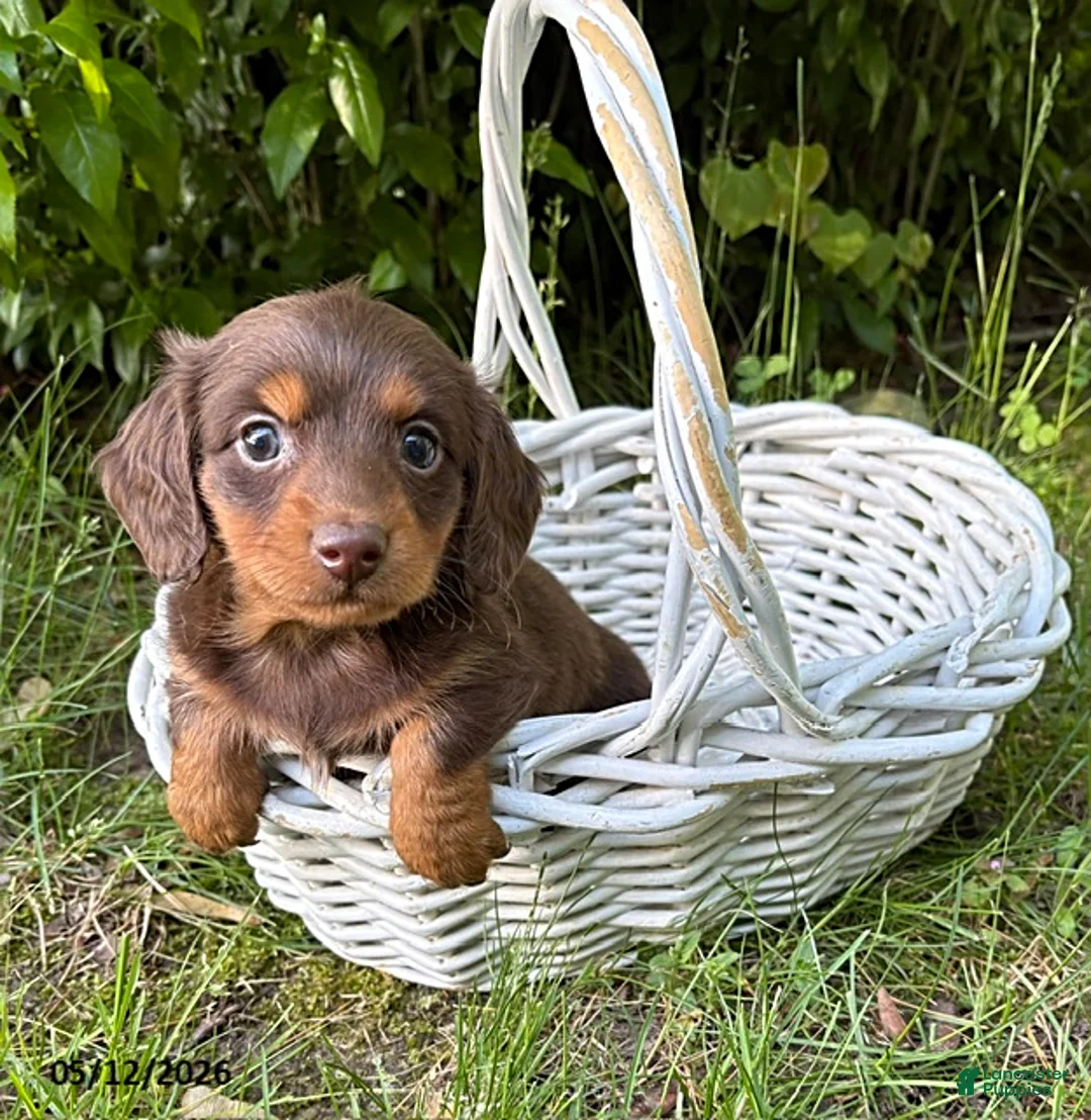 Dachshund dogs for sale: Charlie - Ad 2