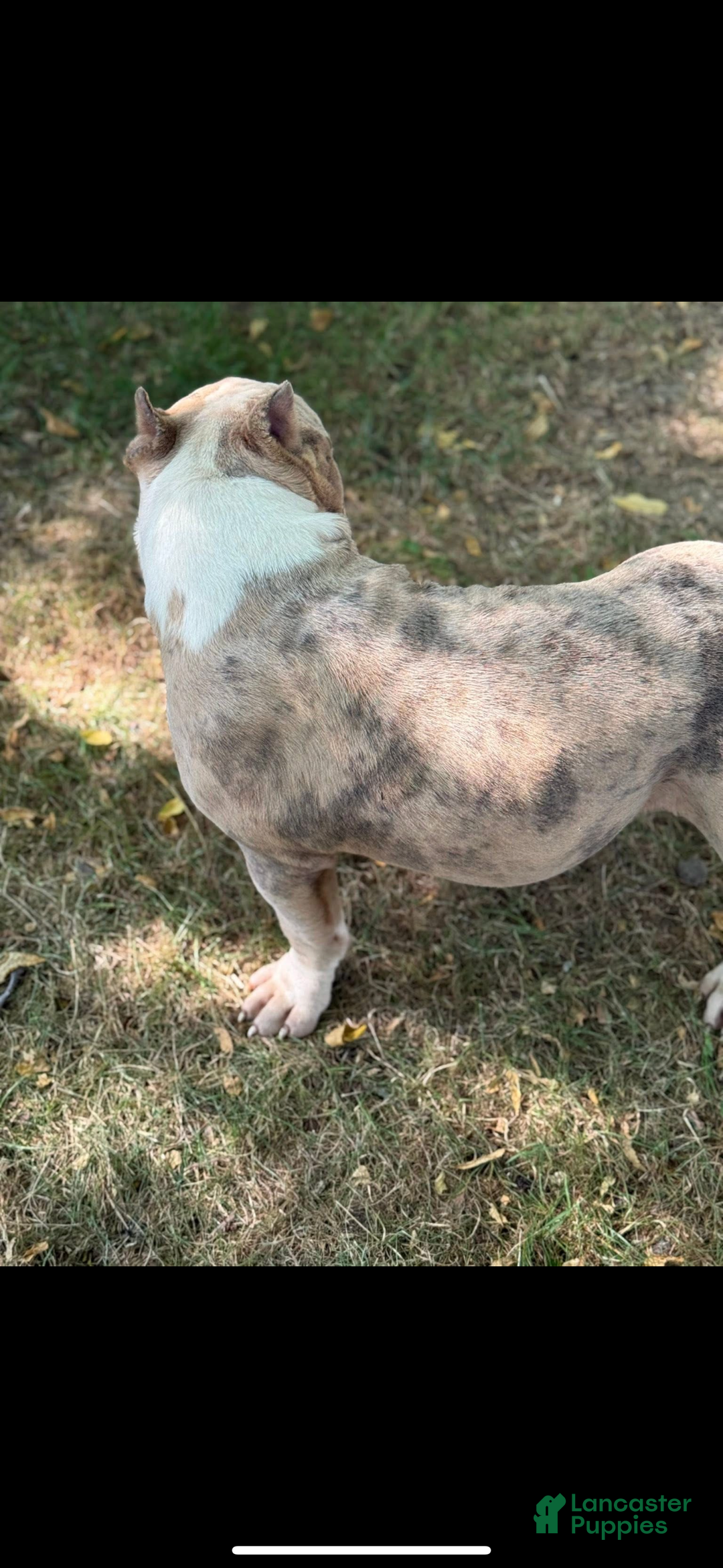 American Bully dogs for sale: Panda - Ad 3