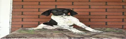 German Shorthaired Pointer dogs for sale: Gus - Ad 9
