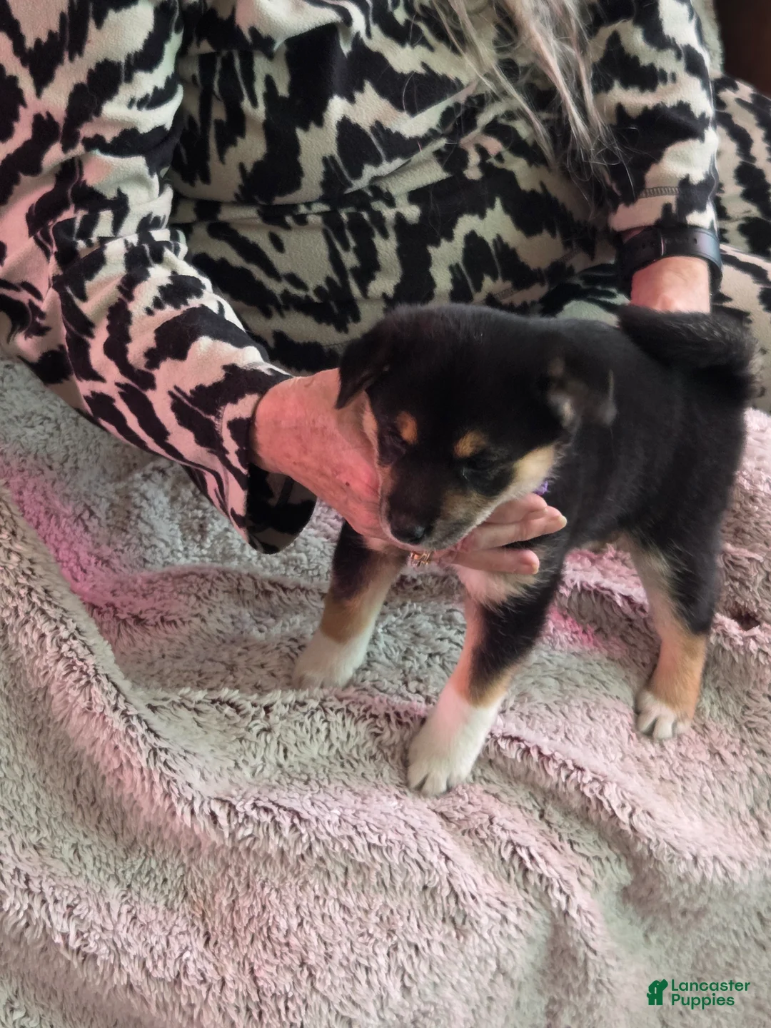 Shiba Inu dogs for sale: Shiba Inu Puppy 2 - Ad 1