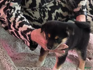 Shiba Inu dogs Shiba Inu Puppy 2 - Ad 42