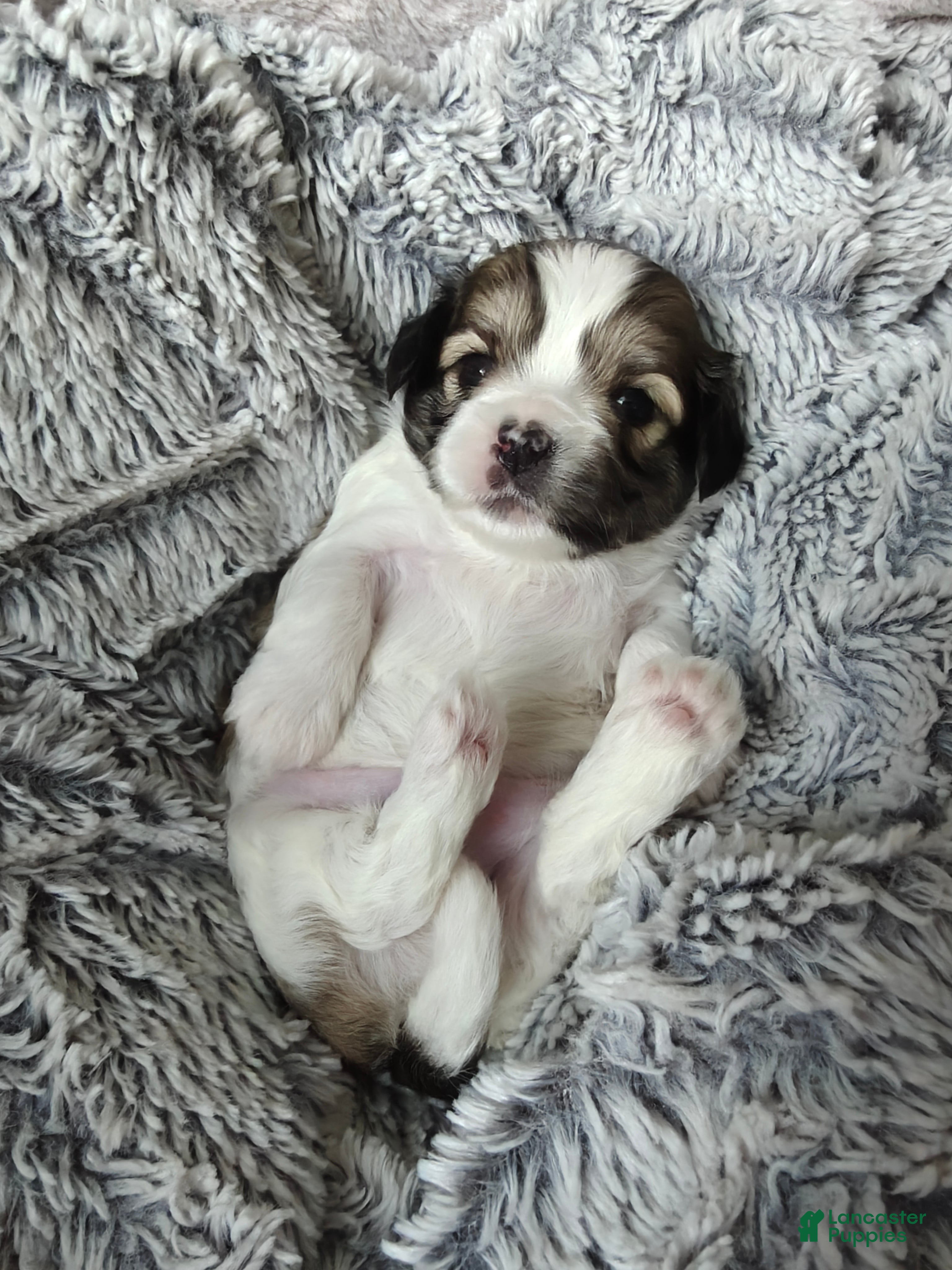 Mixed Breed dogs for sale: Coffee - Ad 1