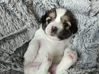 Mixed Breed dogs Coffee - Ad 41