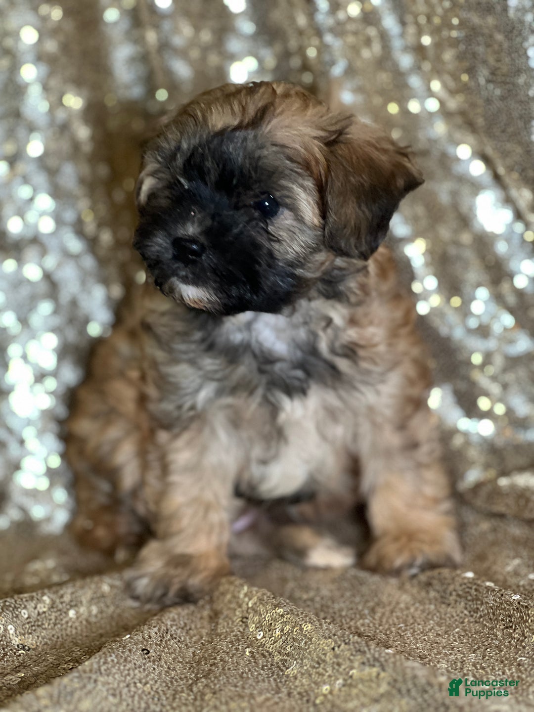 Shihpoo dogs for sale: Tiffany - Ad 2