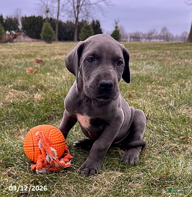 Great Dane dogs Tilly - Ad 2