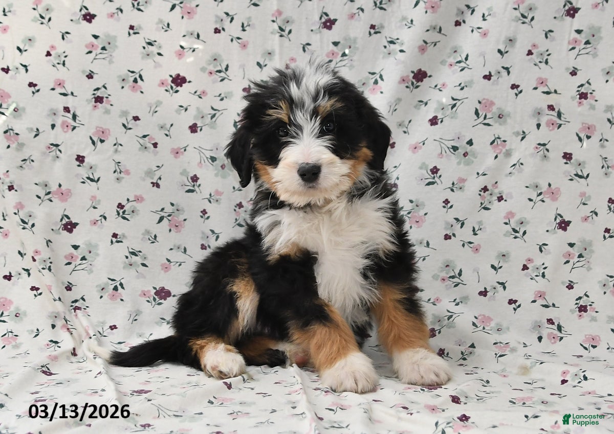 Bernedoodle dogs Boo - Ad 1