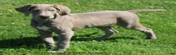 Great Dane dogs for sale: Great Dane Puppy 2 - Ad 12