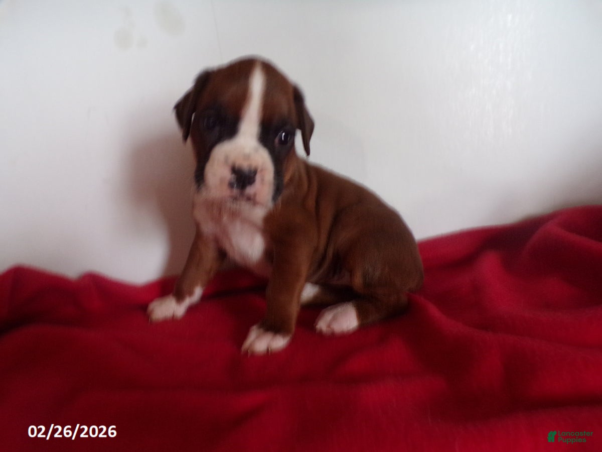 Boxer dogs for sale: Chloe - Ad 4