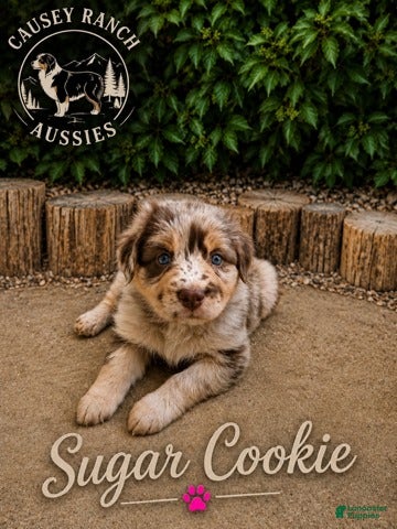 Australian Shepherd dogs for sale: Sugar Cookie — Female - Ad 2