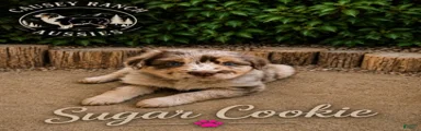 Sugar Cookie — Female