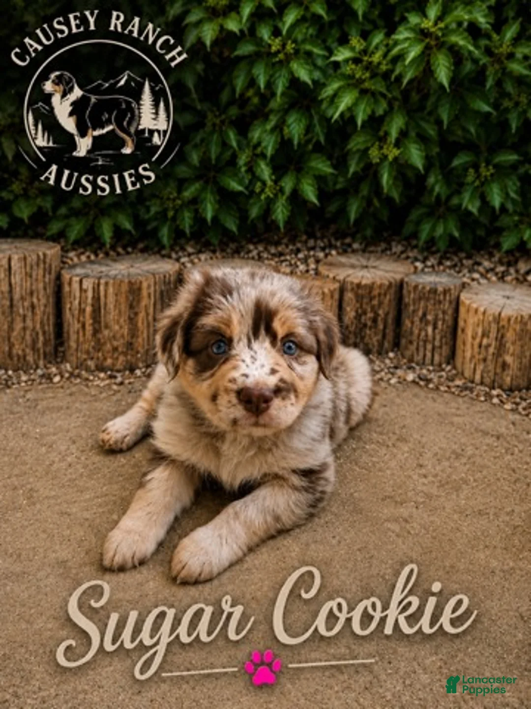 Australian Shepherd dogs for sale: Sugar Cookie — Female - Ad 1