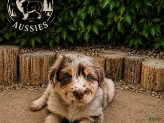 Australian Shepherd dogs for sale: Sugar Cookie — Female - Ad 2